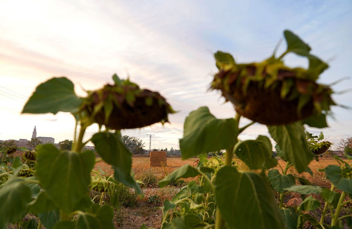 El cambio climático disminuirá los rendimientos de girasol en un 23% y de  trigo en un 10% en Castilla y León en 2050