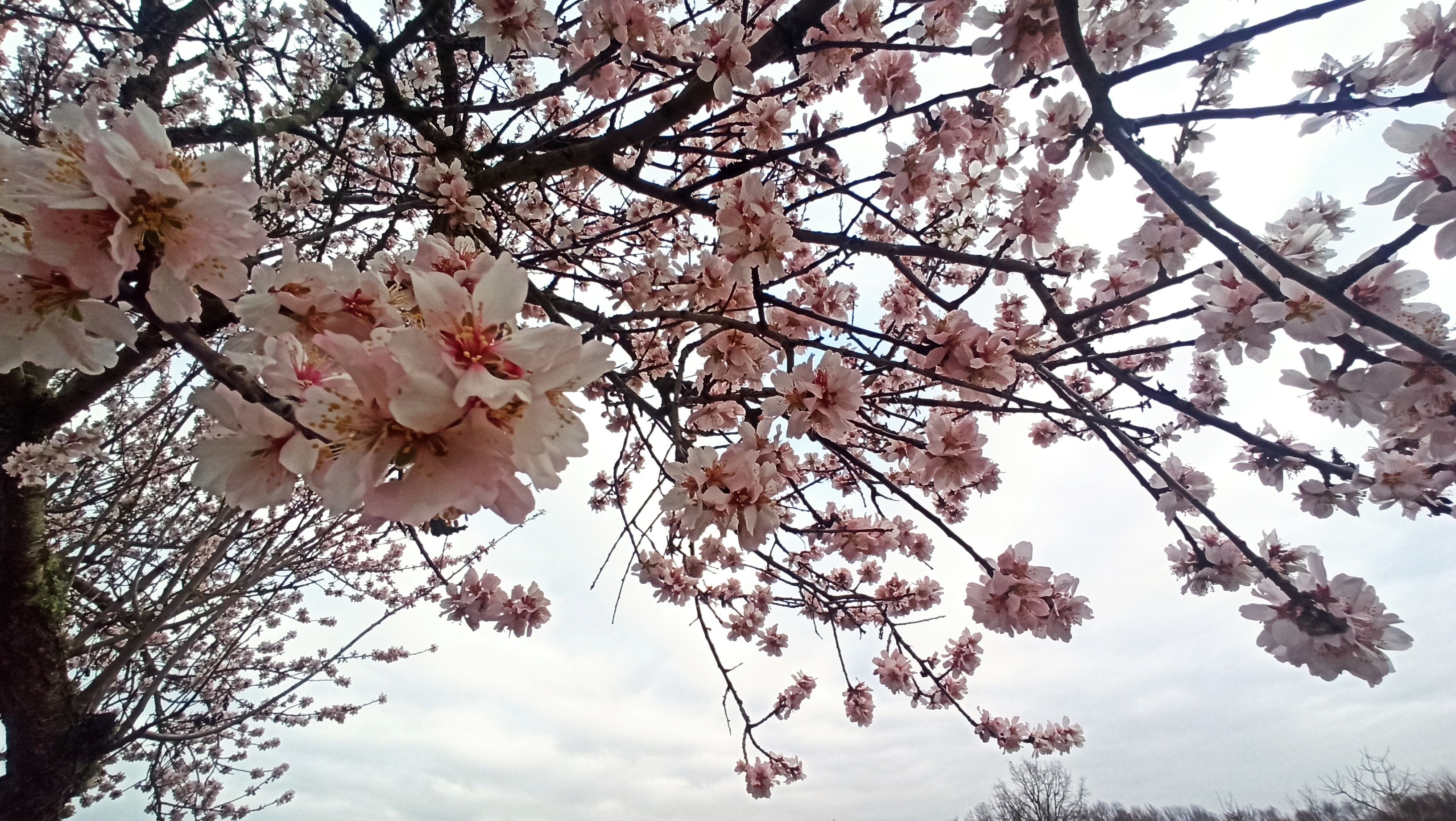 La primavera 'se adelanta' en El Bierzo cambiando el 'blanco nieve' por la  esperada floración de los almendros