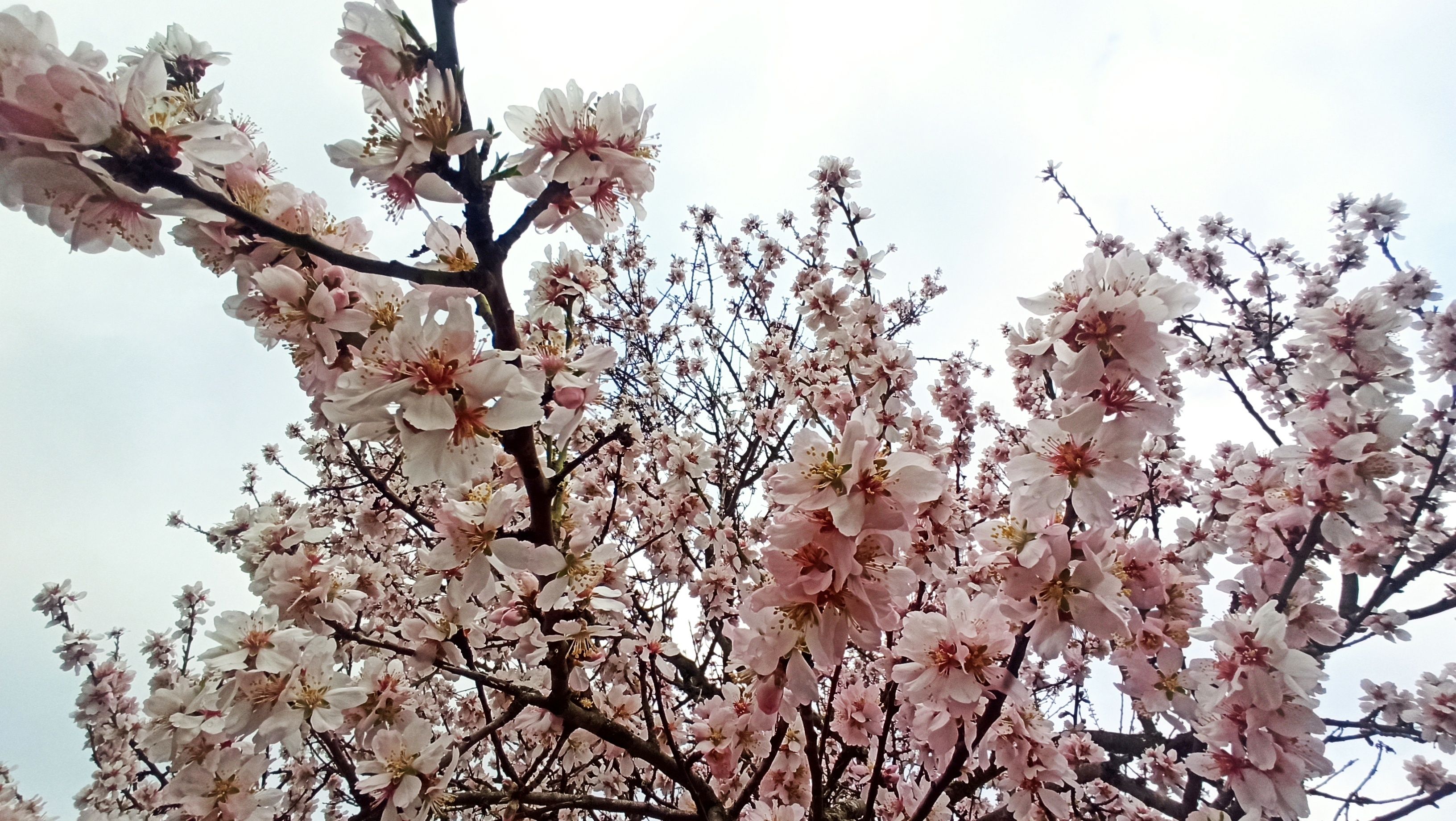 La primavera 'se adelanta' en El Bierzo cambiando el 'blanco nieve' por la  esperada floración de los almendros