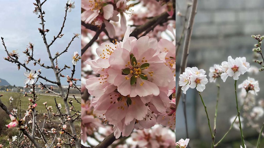 La primavera 'se adelanta' en El Bierzo cambiando el 'blanco nieve' por la  esperada floración de los almendros