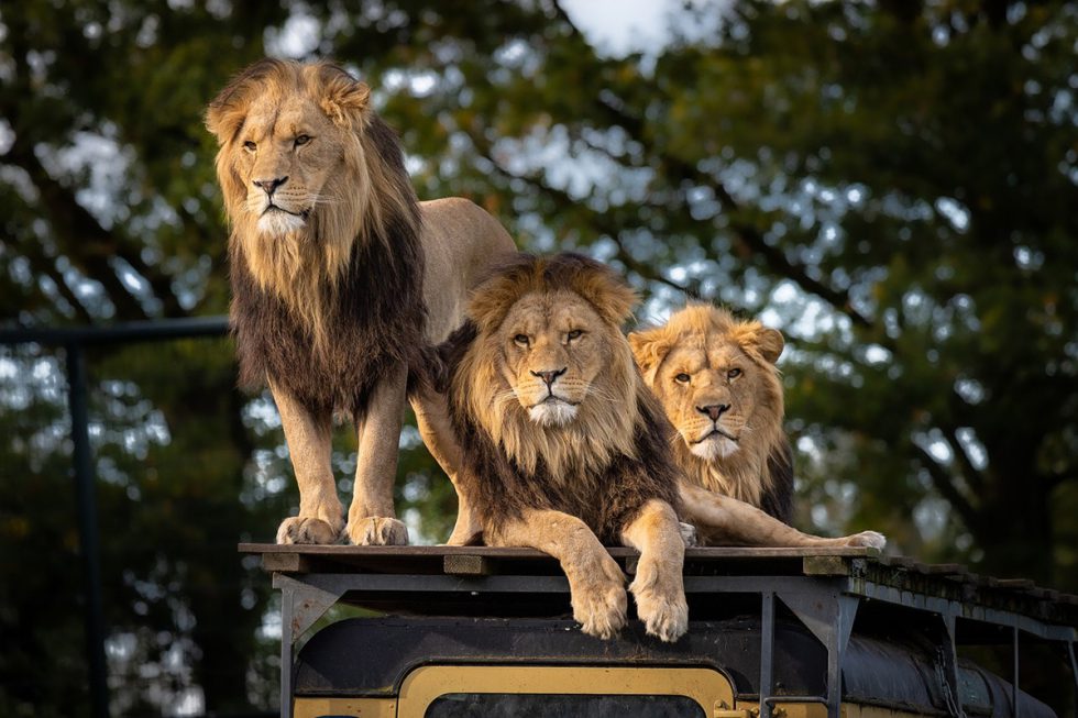 Un 'finde' entre leones, jirafas y elefantes en el 'Safari fotográfico' del  MUNIC de Carracedelo para los más pequeños